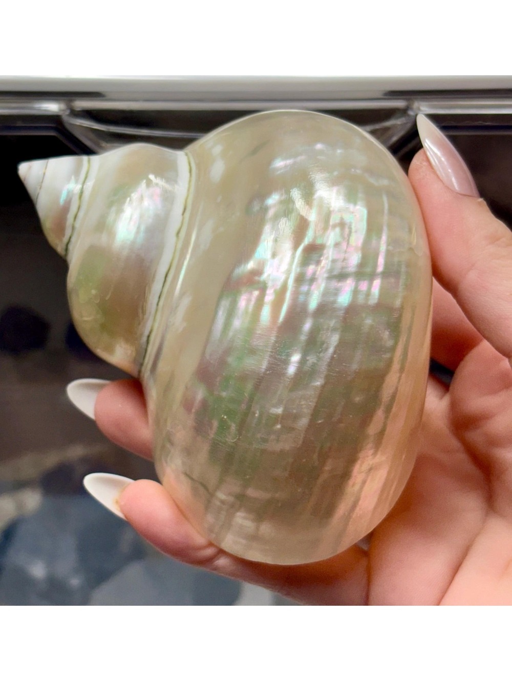 Large Polished Mother of Pearl Sea Shell | Iridescent Pearl Shell